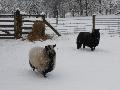 Our sheep in snow